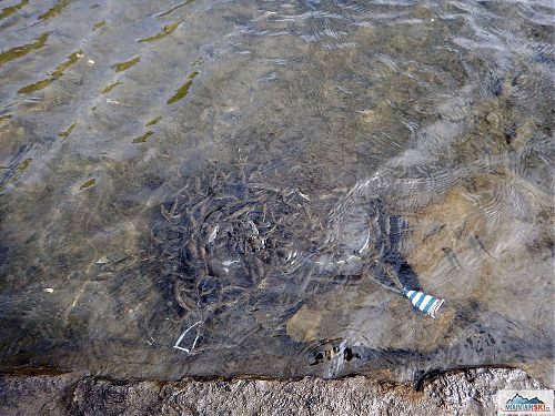 Jezero Avrig – jezerní myčka, foto: Pavel Chlup