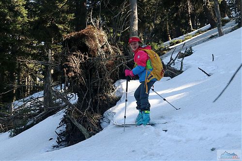 Při lesním lyžování jsou občas i různá překvapení - třeba vývrat